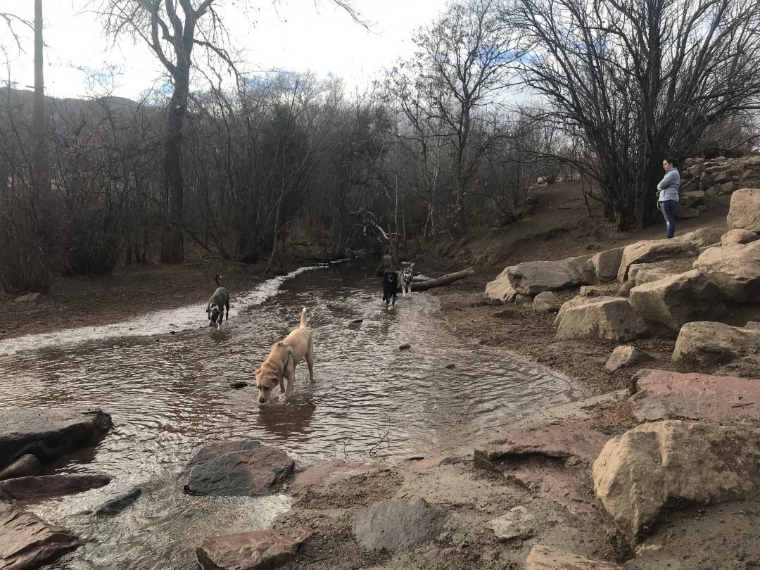 Top Dog Parks in the USA (Including Hana's Faves)! Peanuts or Pretzels