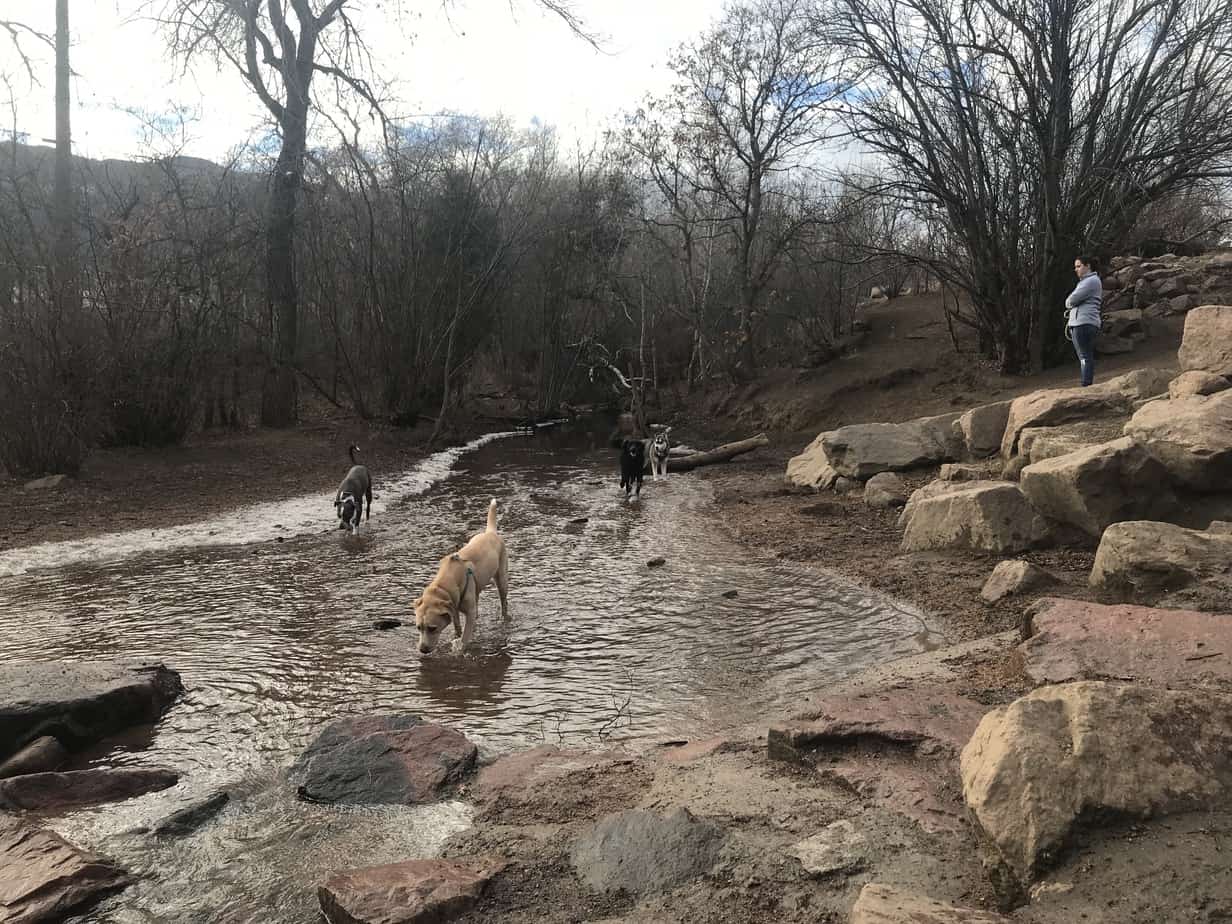 Top Dog Parks in the USA (Including Hana's Faves)! Peanuts or Pretzels