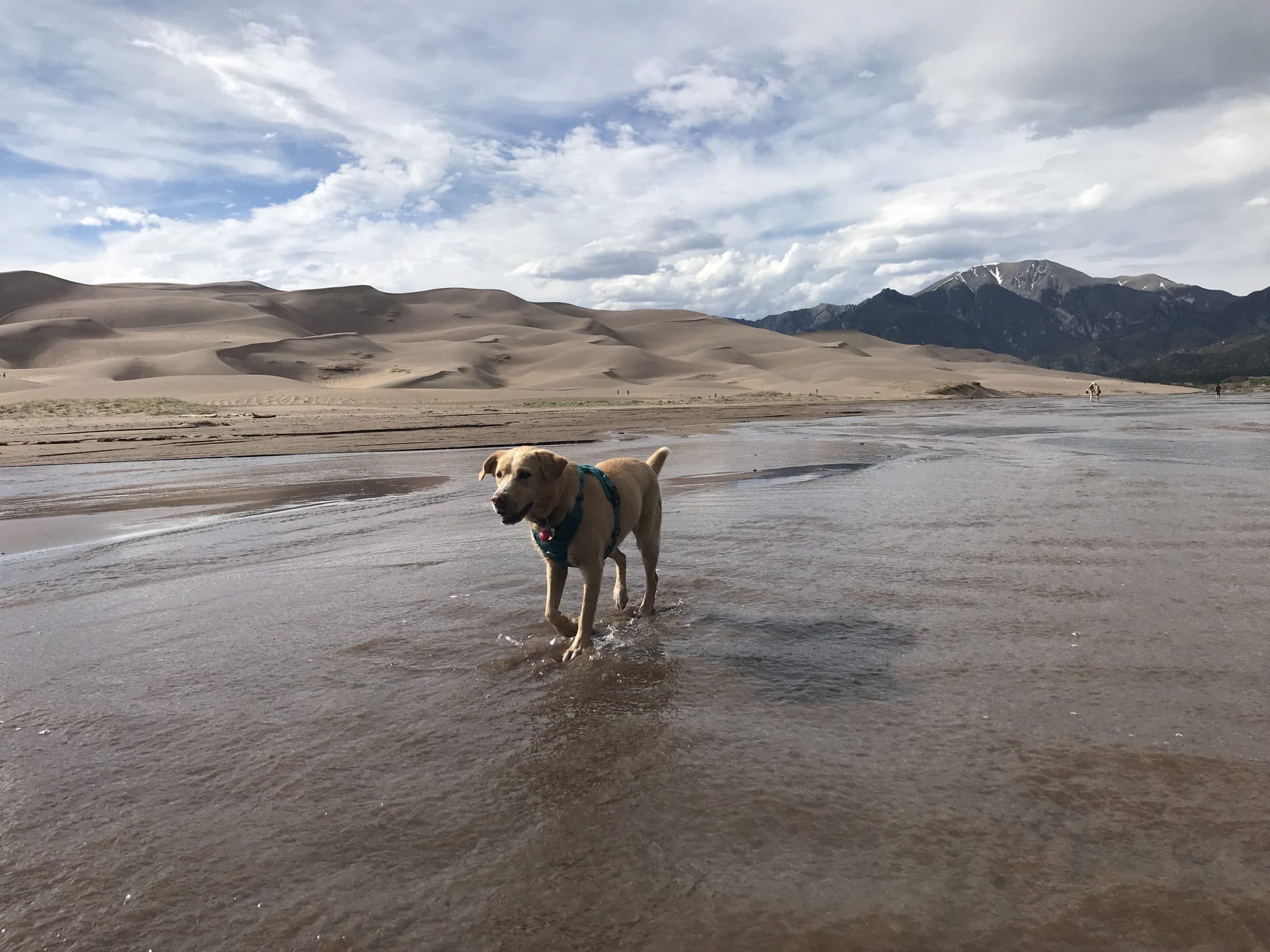 hana, national park pet policy, bark ranger program